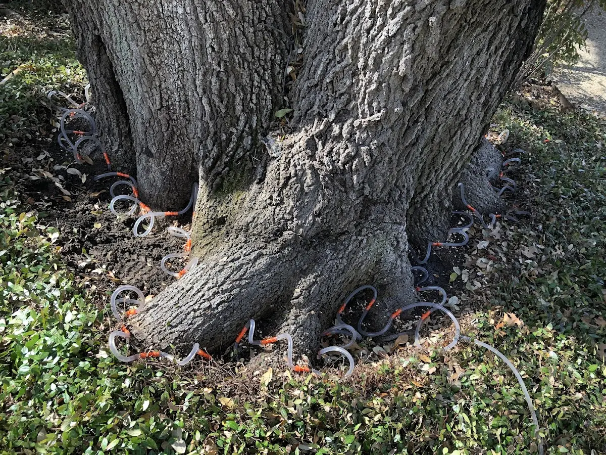 Detailed Tree Cabling and Bracing job site in Lonsdale