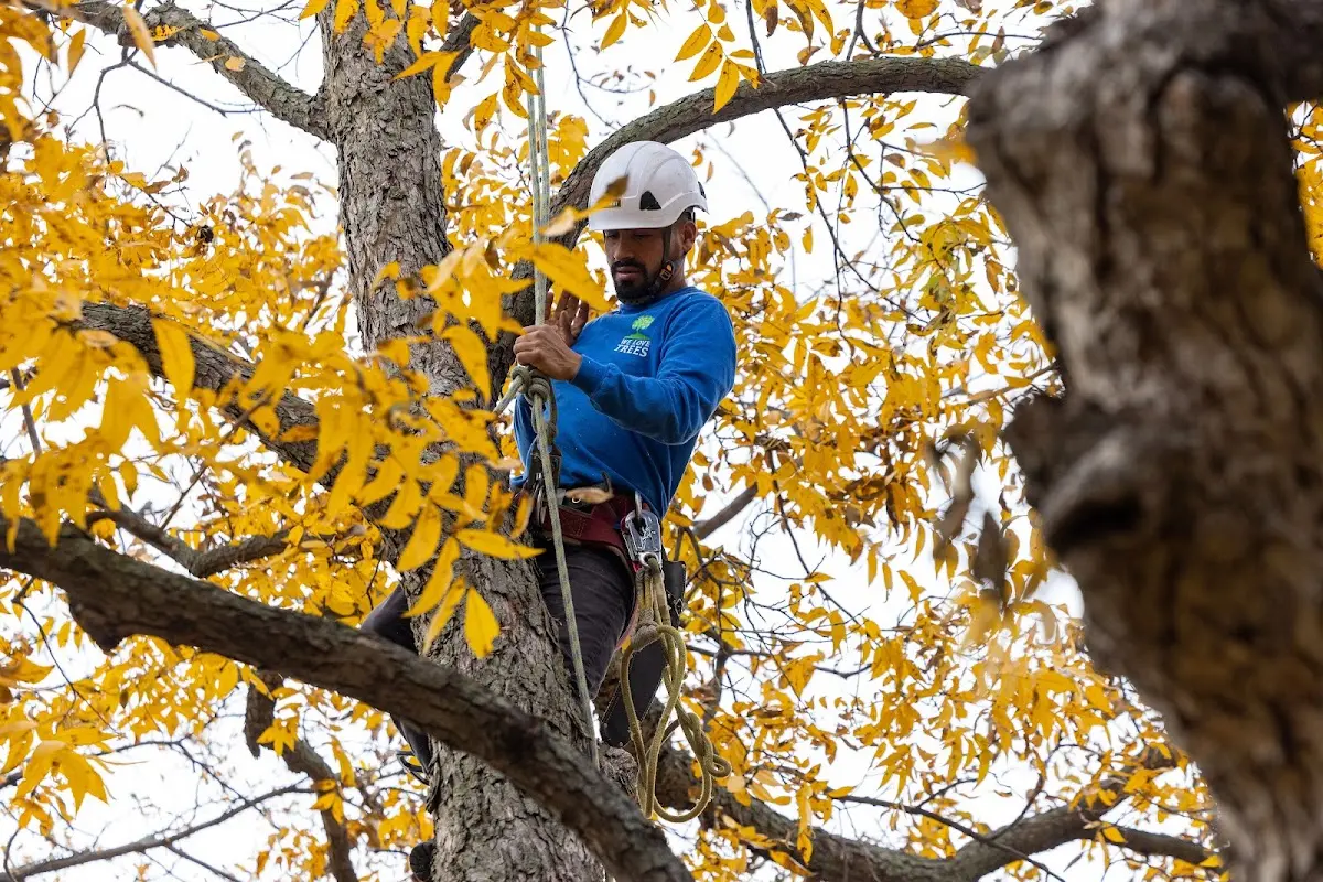 Skilled Storm Damage Cleanup crew working in Lonsdale