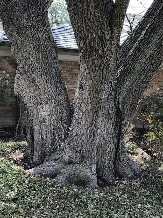 Mature heritage tree close to a Lonsdale property cared for by certified arborists
